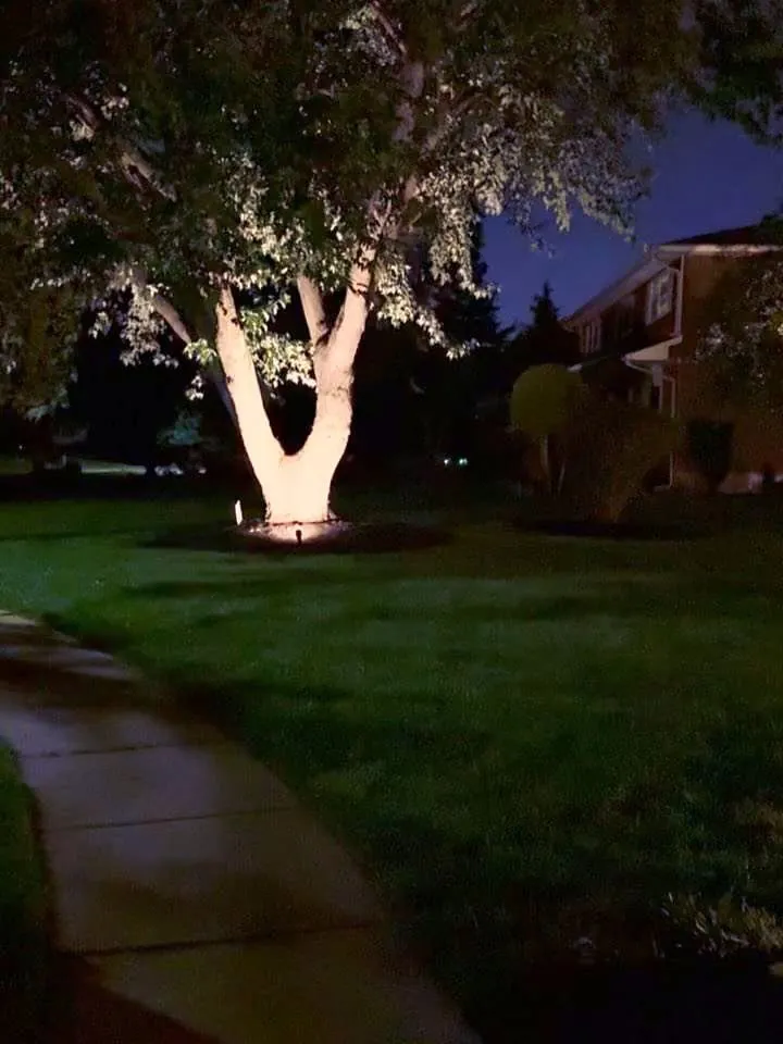 Single tree uplit on a front lawn