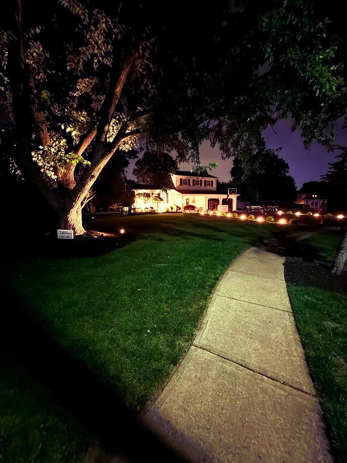 Tree uplit at night beside a walkway